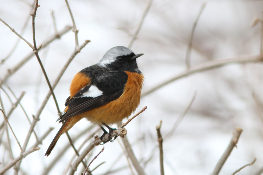 雪の残る相模原公園では、雪の溶けたところで鳥たちがエサ探し　ジョウビタキは寒いためか、ふくれていました